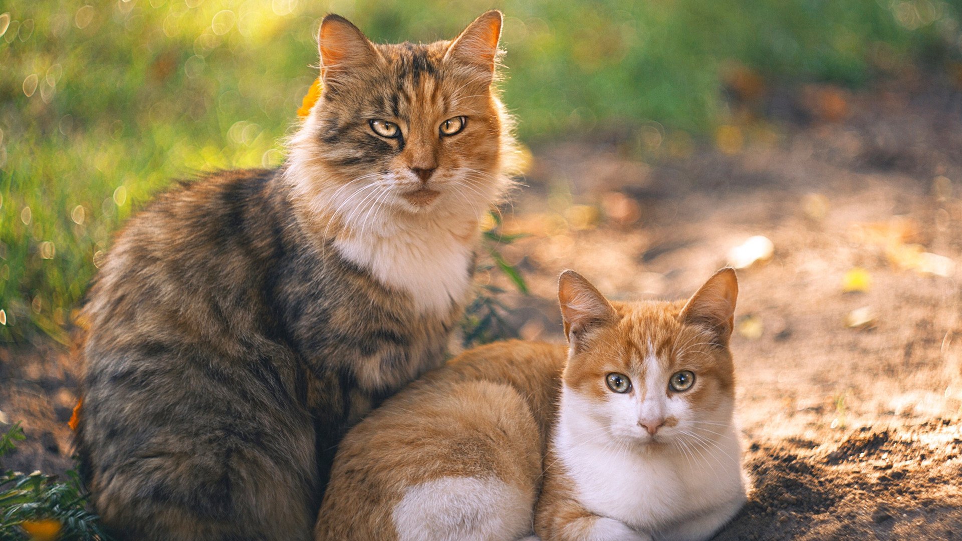 爱游戏登录入口-《王者荣耀年度总决赛，LPL战队全线强势夺冠》，王者荣耀总决赛2021队伍