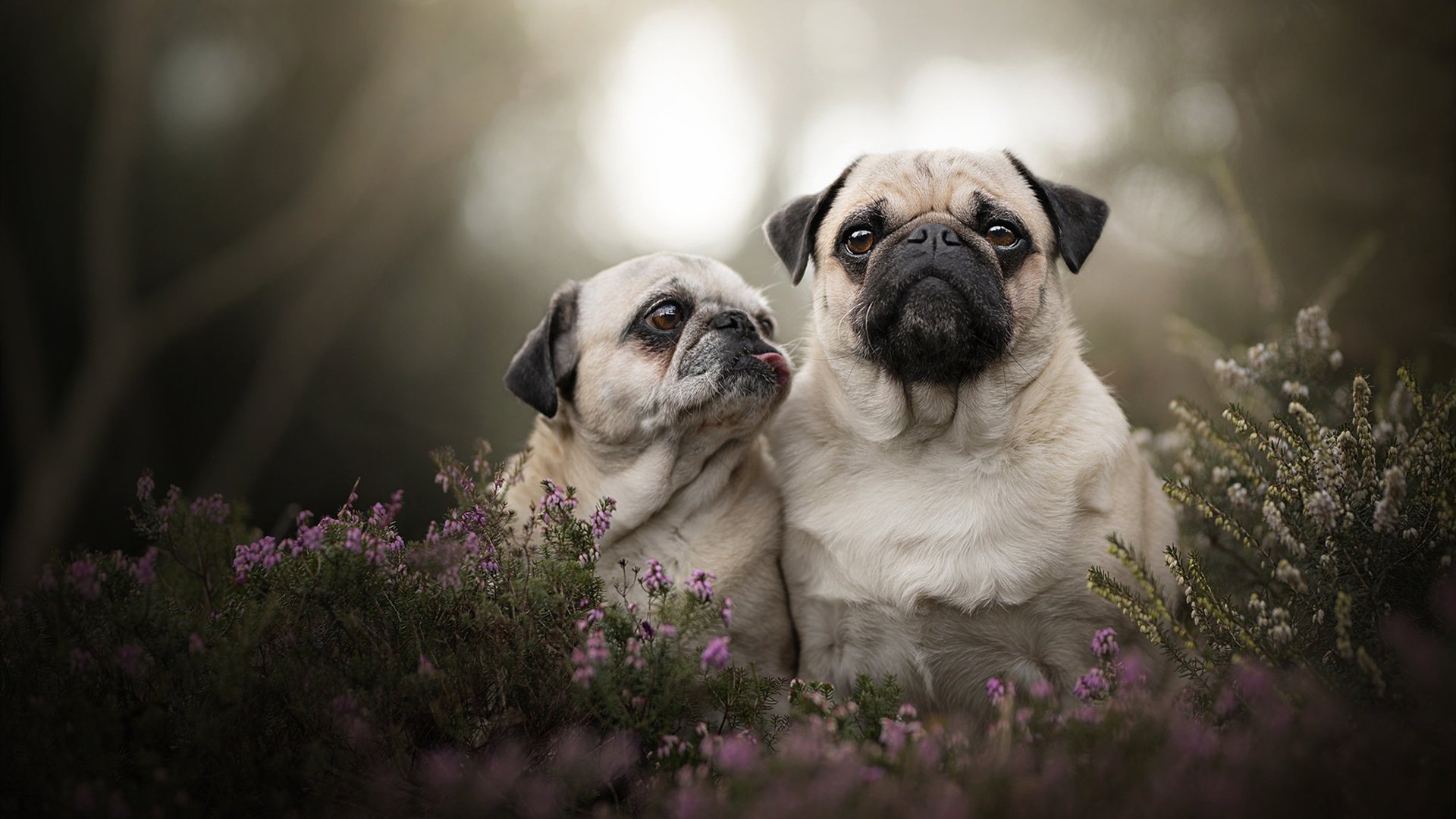 详细阅读:爱游戏娱乐平台-伊朗选手成功卫冕男子速度攀岩金牌,伊朗处死摔跤冠军 爱游戏娱乐平台-伊朗选手成功卫冕男子速度攀岩金牌,伊朗处死摔跤冠军