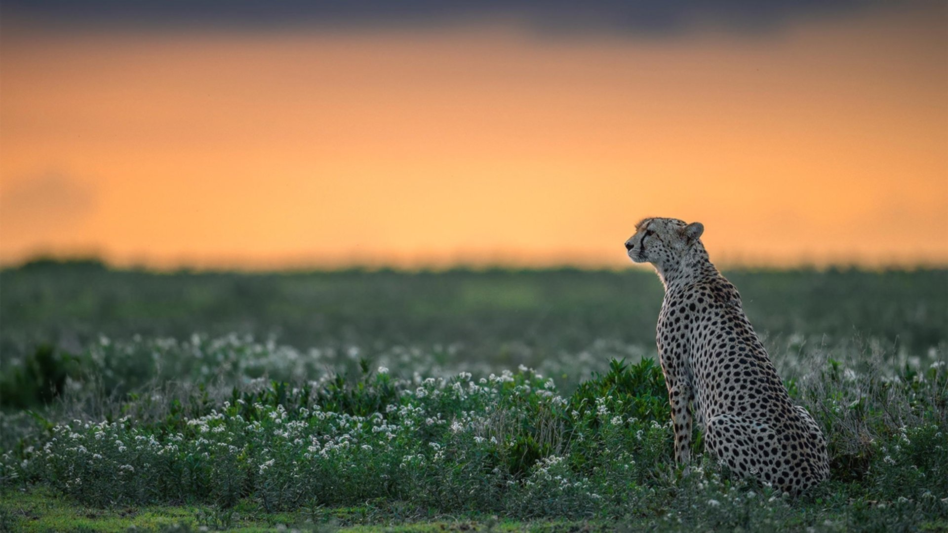 爱游戏 电竞-关键一投:决定比赛胜负的压哨投篮,压哨进球