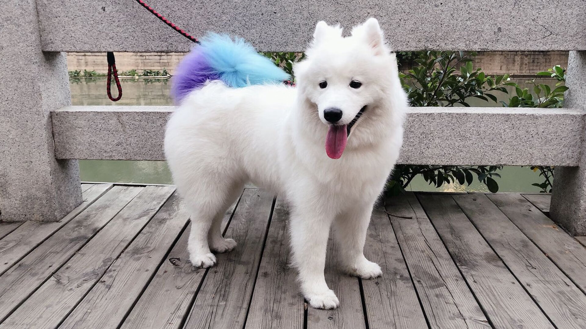 爱游戏综合娱乐-米兰双雄领跑意甲,能否终结多年等待?,米兰意甲多少场不败了