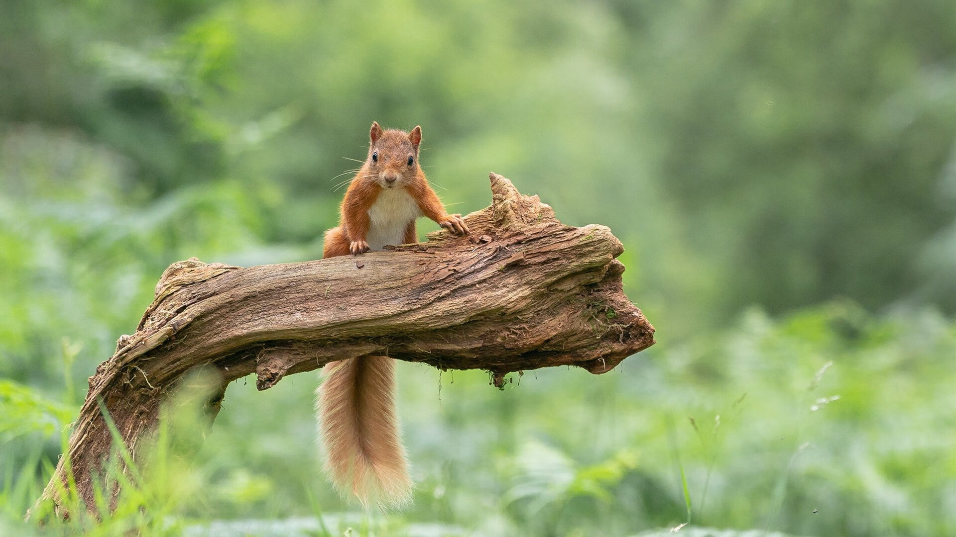 AIYOUXI.COM-篮球赛事观众互动体验创新升级,篮球比赛观众席视角