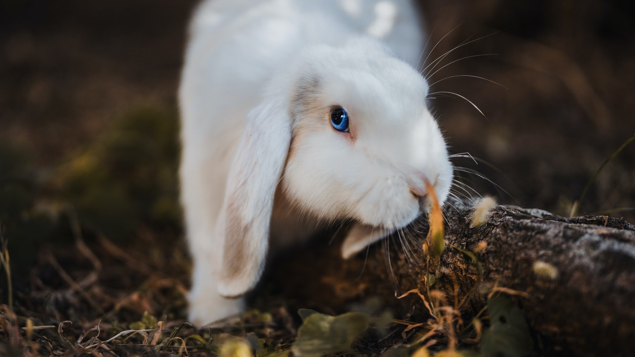 爱游戏体育官方网站-英雄联盟 冠军争夺进入关键阶段，英雄联盟获得冠军的队伍