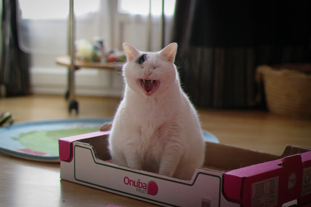 爱游戏体育APP下载-卡利亚里签下射手新援，锋线实力倍增，卡利亚里队