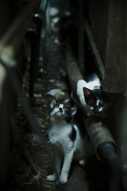 爱游戏app-多特蒙德对阵利物浦，强强对话局面扑朔迷离！，多特蒙德vs里斯本竞技比分