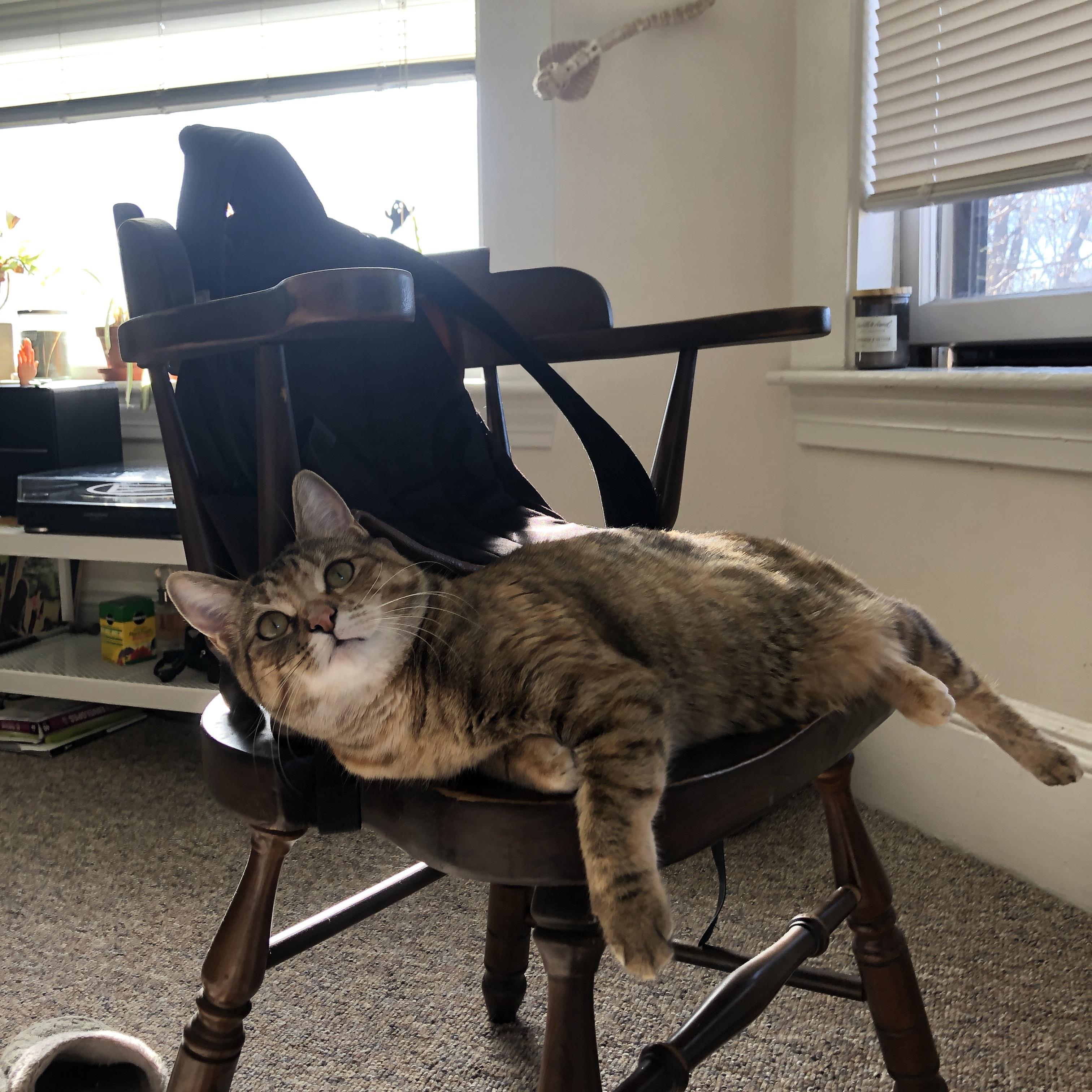 爱游戏娱乐-法兰克福主场大胜，继续领跑积分榜，法兰克福足球