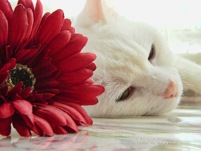 AYX SPORTS-皇家社会客场告捷,晋级希望渺茫,皇家社会新主场