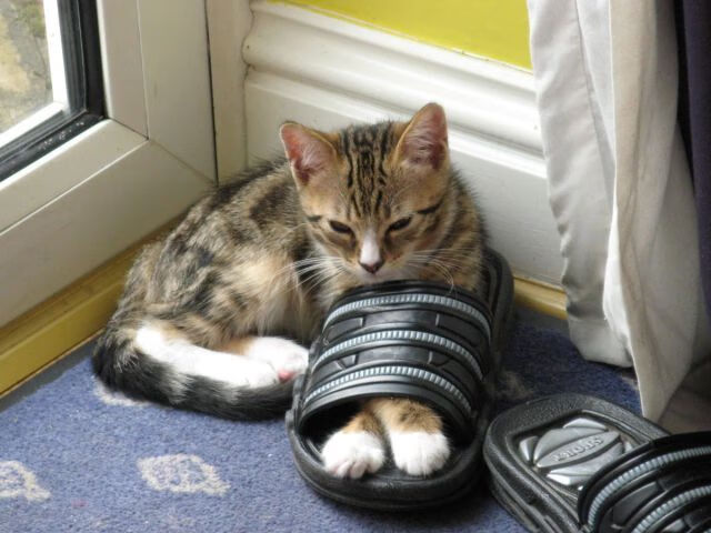 AYX GAME-意甲VAR语义纠偏机制在争议判罚中的应用探讨