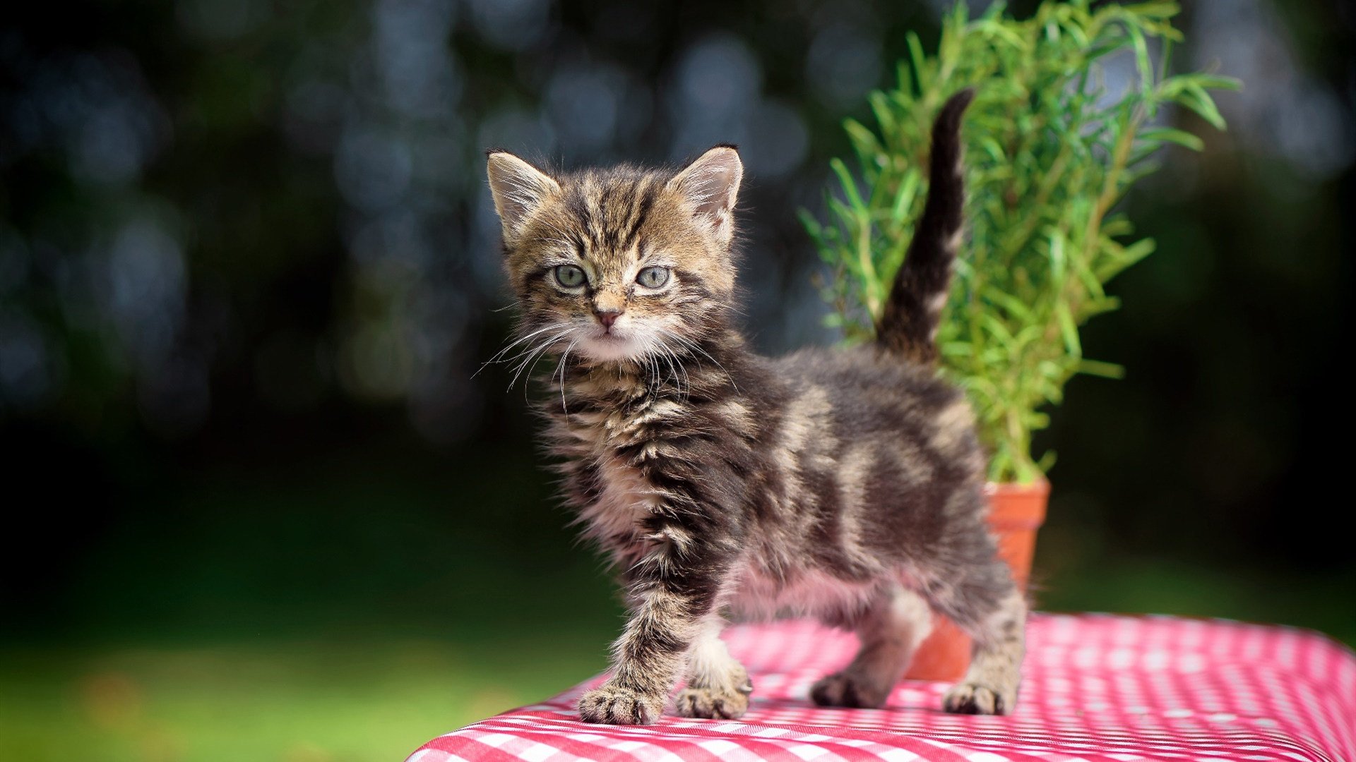 爱游戏登录入口-中国女篮不断提升篮下防守硬度,中国女篮战术