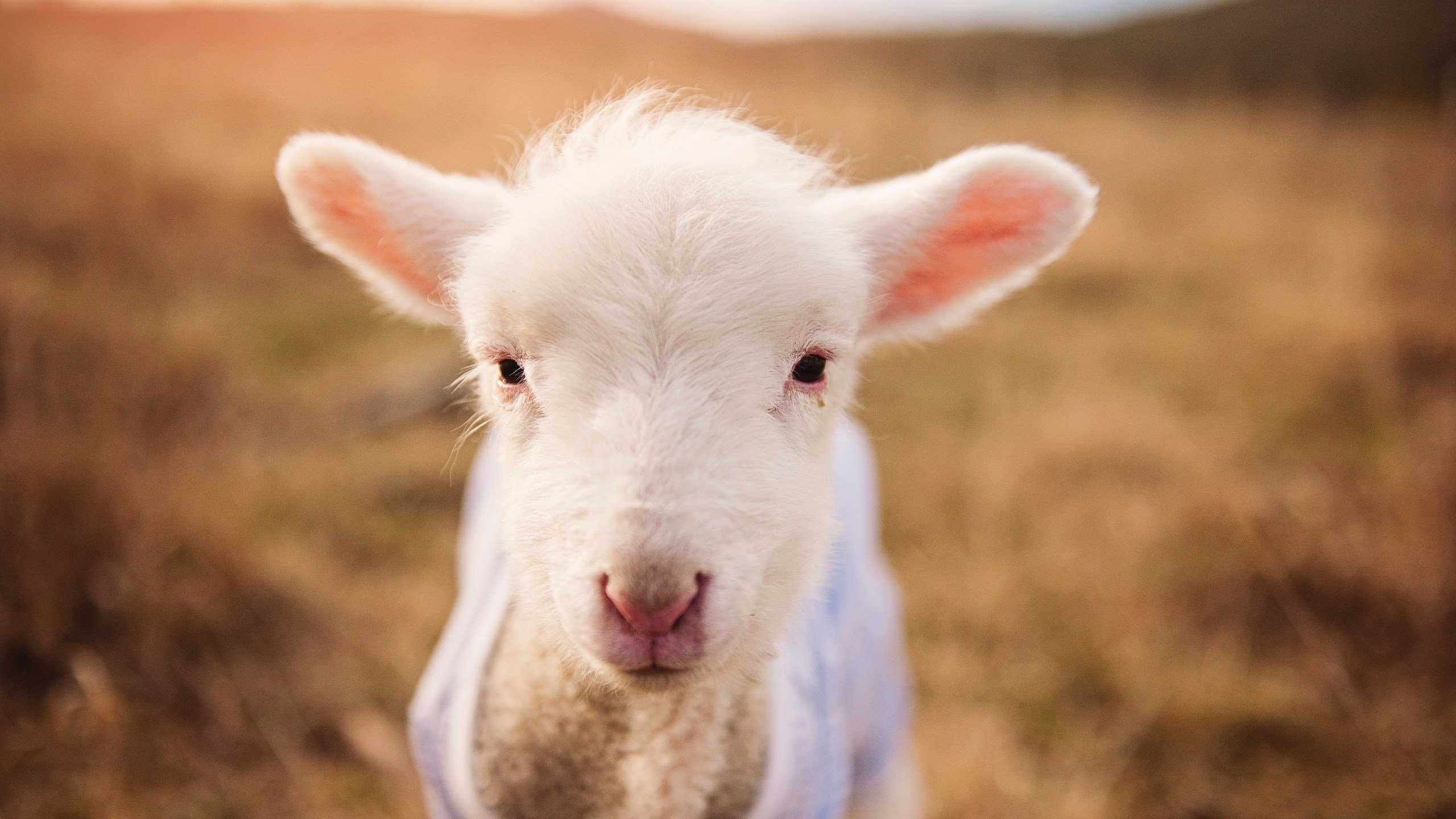 爱游戏电竞官网-中国男篮备战亚洲杯 目标直指冠军，中国男篮亚洲杯预选名单