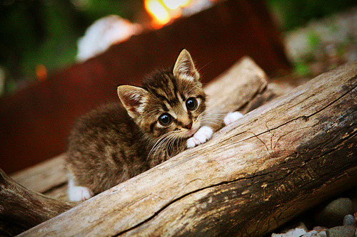 AIYOUXI.COM-外教战术理念难与本土融合，我国外教战略