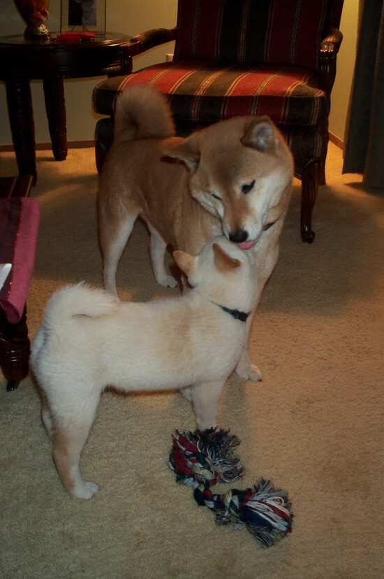 爱游戏app-基层足球教练培训缺乏规范，基层足球教练的未来