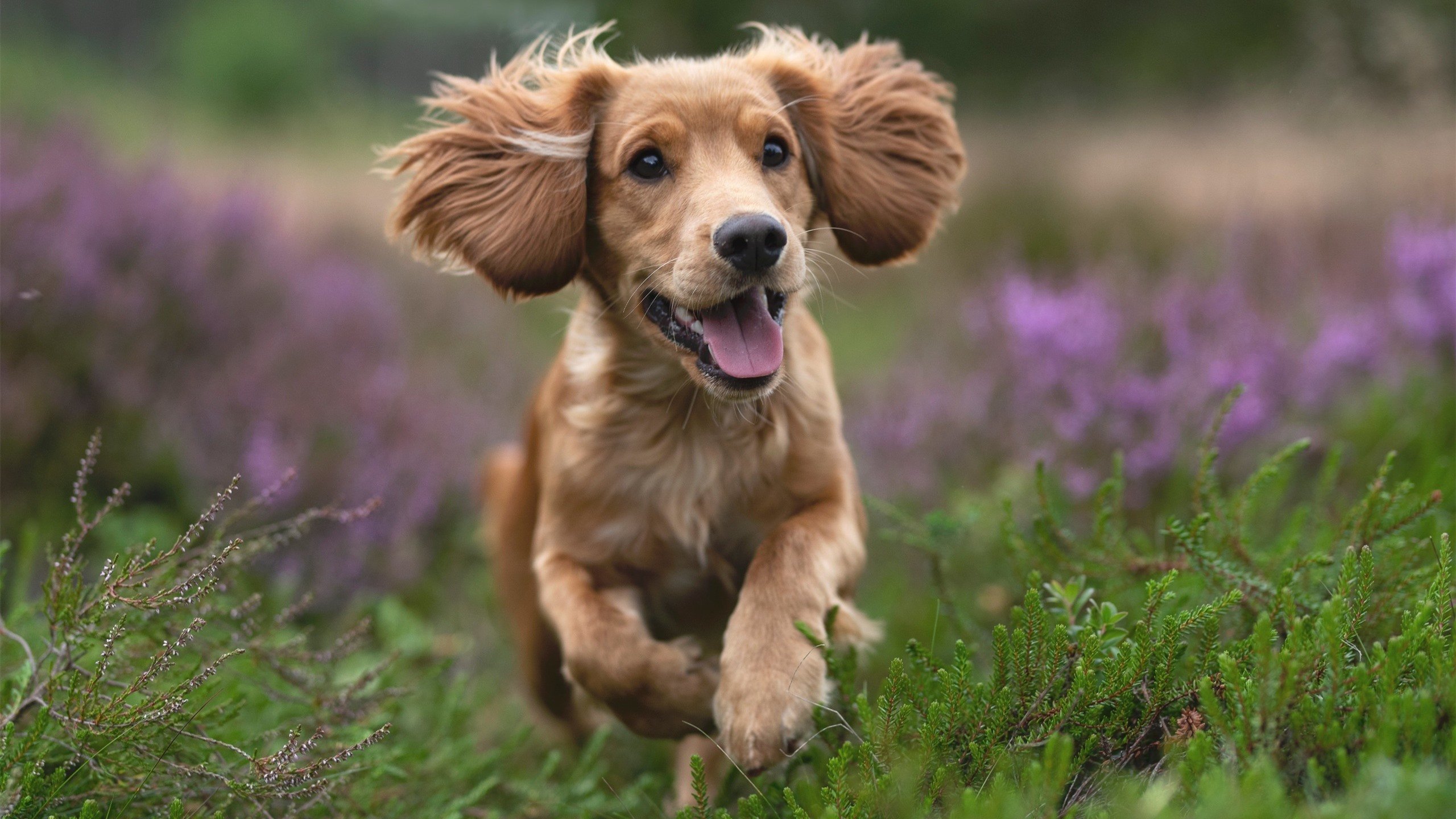 爱游戏体育平台-中国足球校园足球普及活动深入推进，中国校园足球的发展方向