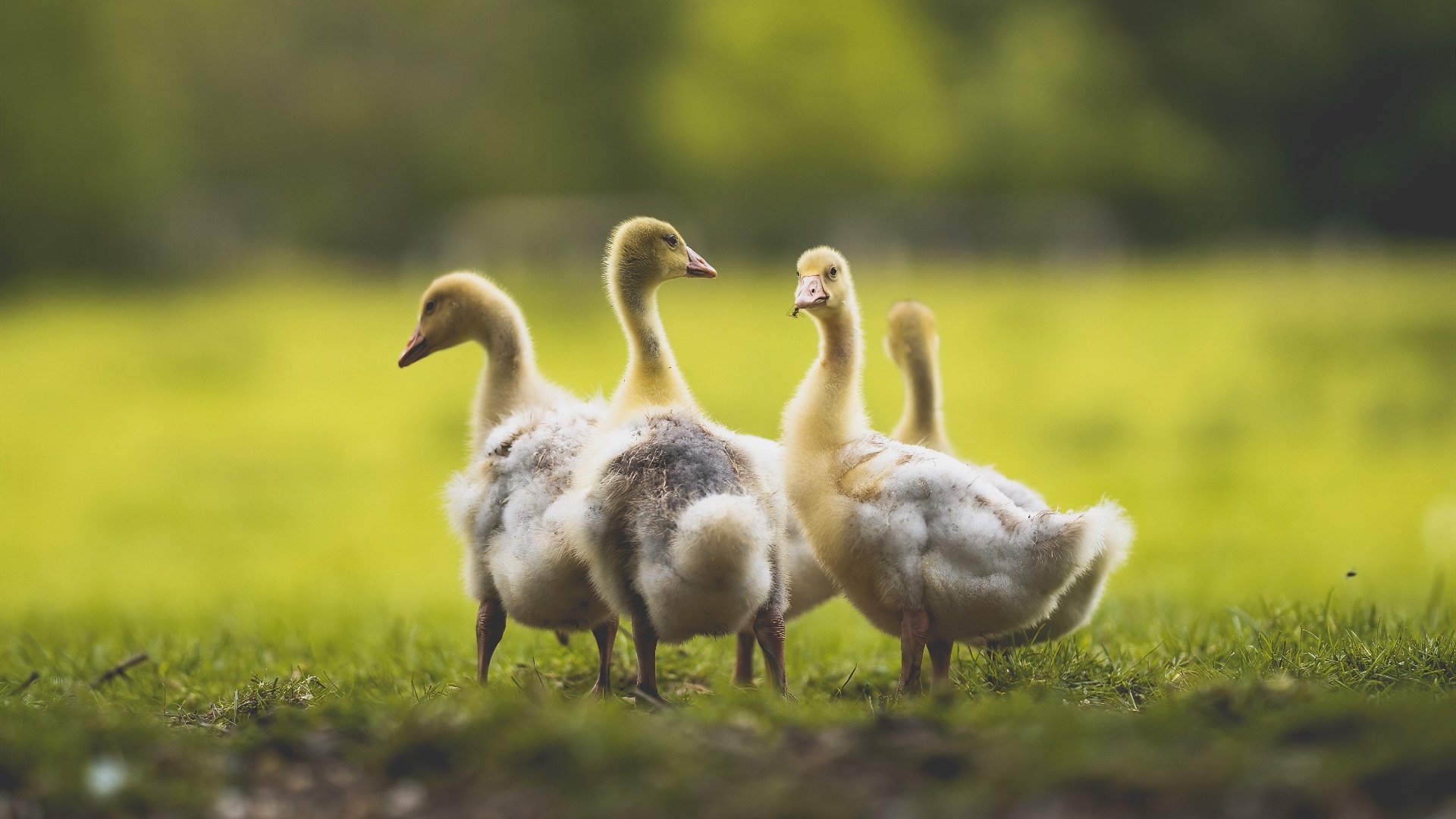 AYX GAME-王楚钦回应球迷问题称心态最重要，王楚钦访谈